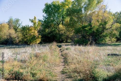 Footpath through dry grass and autumn trees