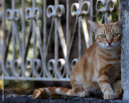 Ginger tabby cat peeking from behind a stone wall and iron gate