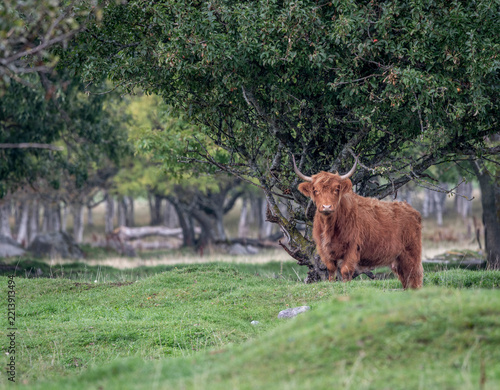 scottish highland cow on Coastal meadow in Estonia, Odensholm island

