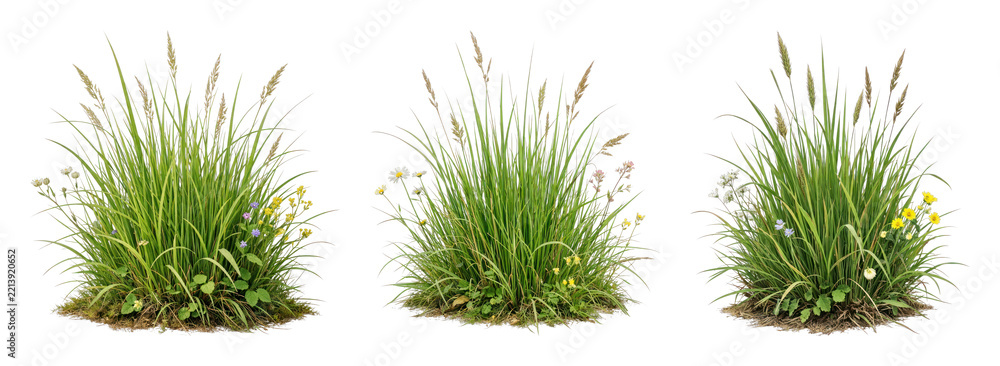 Fototapeta premium PNG Lush grass clusters with flowers on transparent background