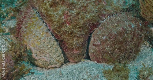 Pair of abalone on rock.