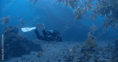 Scuba diver slowly swimming through kelp forest.