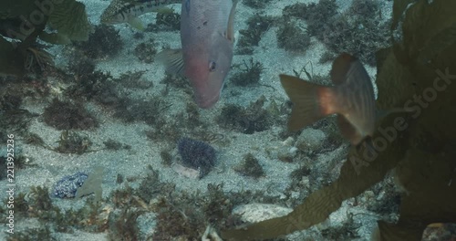 Sheephead fish feeding on sea urchin with on lookers.