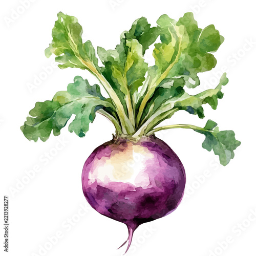 Turnip, watercolor illustration, vector artwork, isolated on a white background.