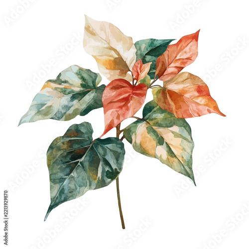 Syngonium, watercolor vector painting, artwork, isolated on a white background.