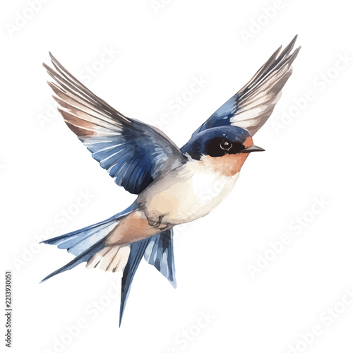Swallow, watercolor vector painting, artwork, isolated on a white background.