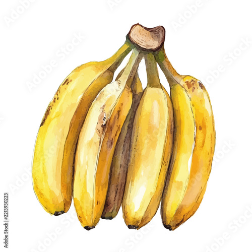 String Of Bananas, watercolor vector clipart, simple, isolated on a white background.