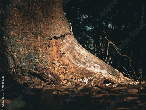 Moody close-up of an exposed tree root and weathered trunk base on a dark woodland floor, showing detailed bark, wood grain and natural forest textures in soft directional light.