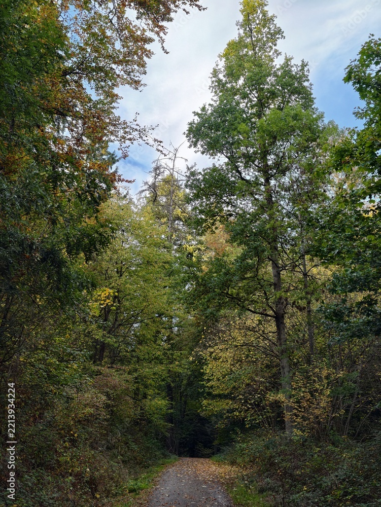 Naklejka premium Woodland trail disappearing beneath tall, mixed trees with early autumn foliage
