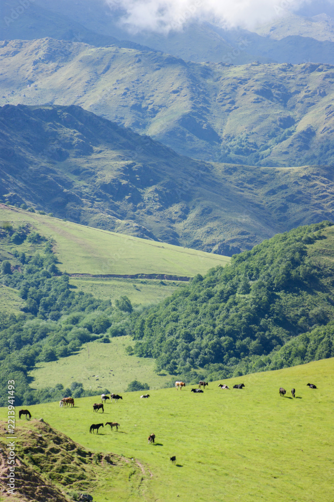 Obraz premium Lush green hills and native forest in Quebrada del Portugués, Tafí del Valle, Argentina, showcasing the scenic beauty, peaceful atmosphere, and rugged landscapes of the Andes.