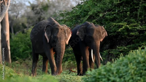 Srilankan elephant 
