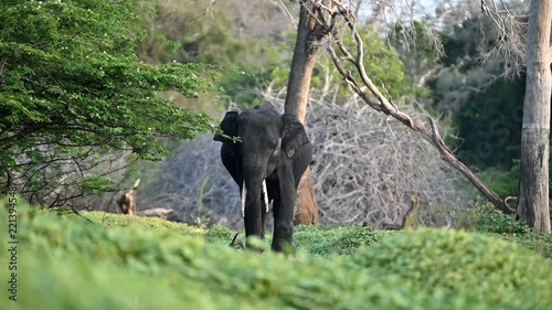 Srilankan elephant 