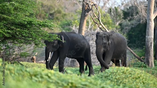 Srilankan elephant 