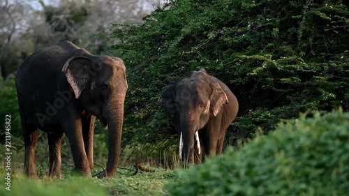 Srilankan elephant 