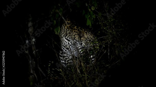 Srilankan leopard 