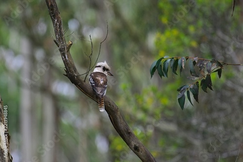 Laughing Kookaburra (Dacelo novaeguineae) perched on a branch on a cold winter afternoon, near the summit of Mount Macedon, Victoria, Australia