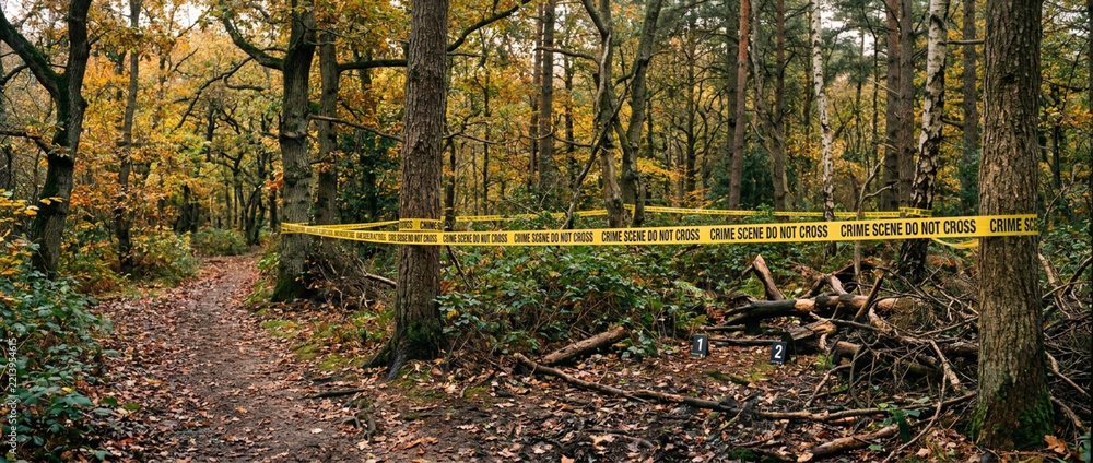 Fototapeta premium Yellow caution tape strung across trees in a forest during autumn signaling a restricted area or crime scene