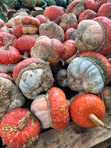 Pile of Elf House Gourds
