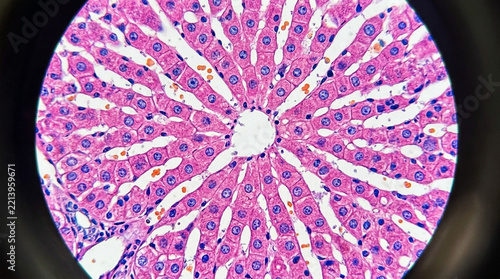 Microscopic view of liver tissue showing hepatocytes arranged in lobules medical science science background