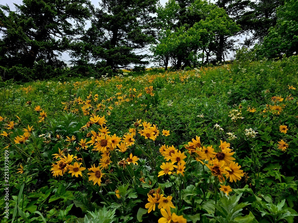 Obraz premium flowers in the park