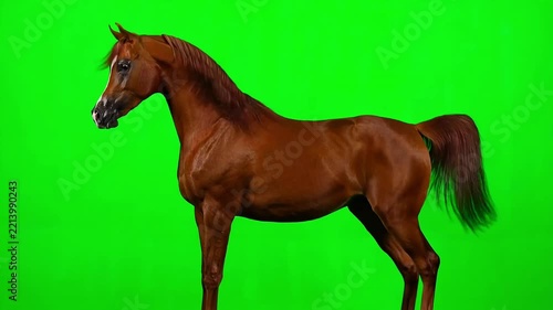 Majestic brown horse rearing up dynamically on vibrant green screen background motion video clip