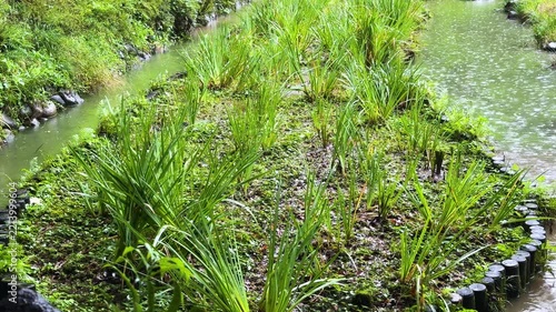 Iris Garden and Waterside Greenery in Kiyosumi Garden, Tokyo