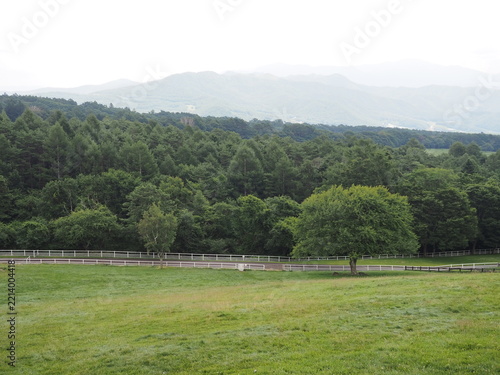 Vast pasture and lush green trees at Makiba Park in Kiyosato Highland Yamanashi Japan