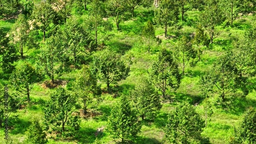 Obraz na plátně Bird’s-eye view of a thriving durian plantation, emphasizing harvest timing, farm management and export potential as global consumers seek quality specialty tropical fruit