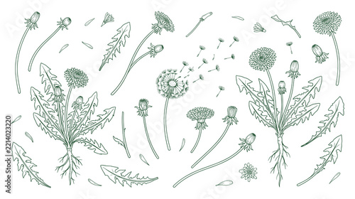 Dandelion wildflower botanical collection with green line sketch.