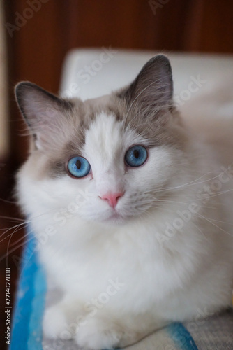 Male ragdoll cat lying on the couch, looking into the camera. domestic cat
