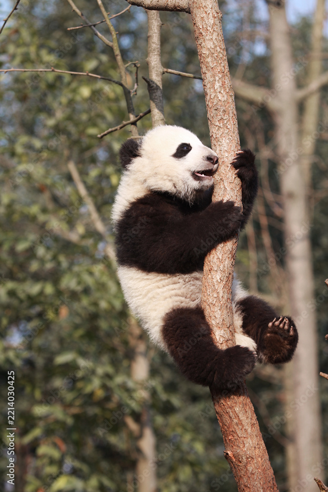 Fototapeta premium Adorable Giant Panda Playing Around Outdoors
