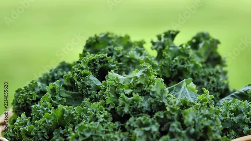 Fresh Kale Leaves in Natural Light	
