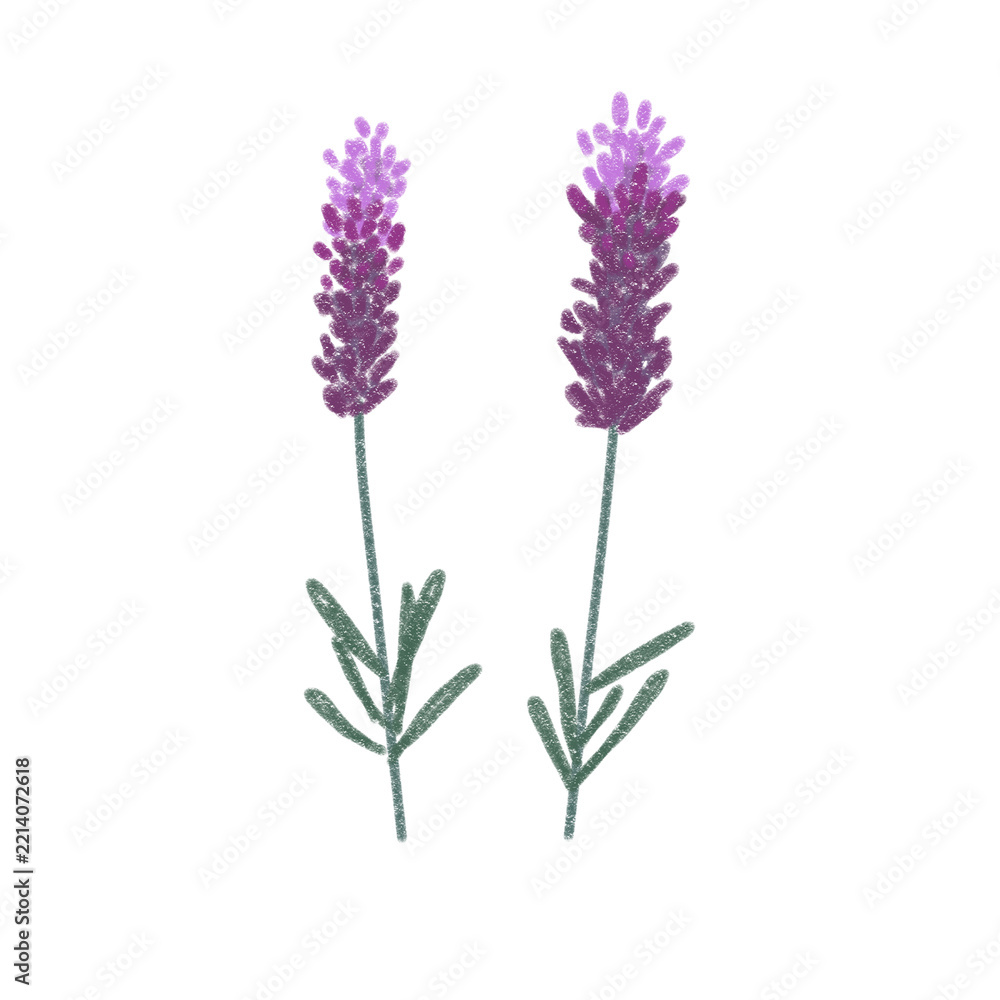 Obraz premium textured transparent lavender design 