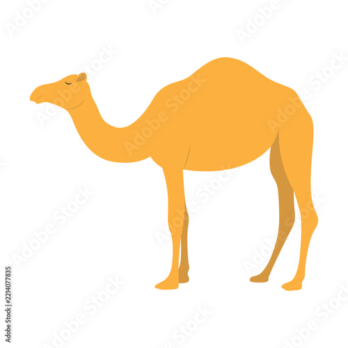 Camel in a Flat Cartoon Design. Vector Illustration