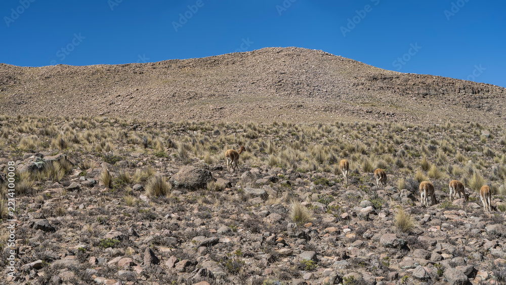 Fototapeta premium A group of wild vicunas is grazing on a mountain slope. Rear view. Rocky soil, dry yellow grass. Blue sky. Peru. Andes.
