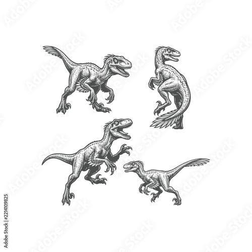 Set of Hand Drawn Velociraptor Dinosaur Illustrations in Vintage Engraving Style