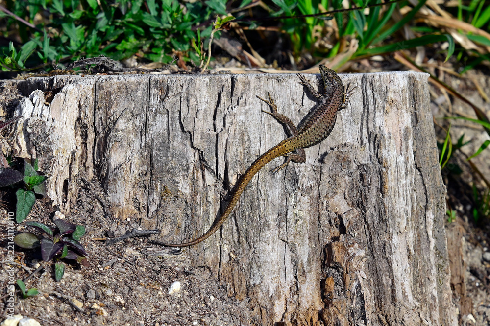 Fototapeta premium Geniez's wall lizard - male // Zentraliberische Mauereidechse - Männchen (Podarcis virescens) - Sierra Sintra, Portugal