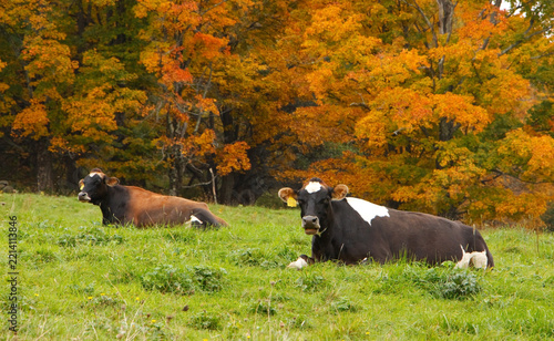 A couple of cows are resting in a field near Wilmington, Vermont