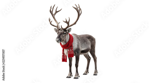 Christmas reindeer wearing a red scarf on a isolated transparent background png