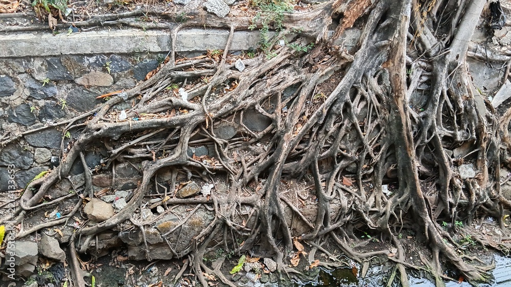 Fototapeta premium roots of tree