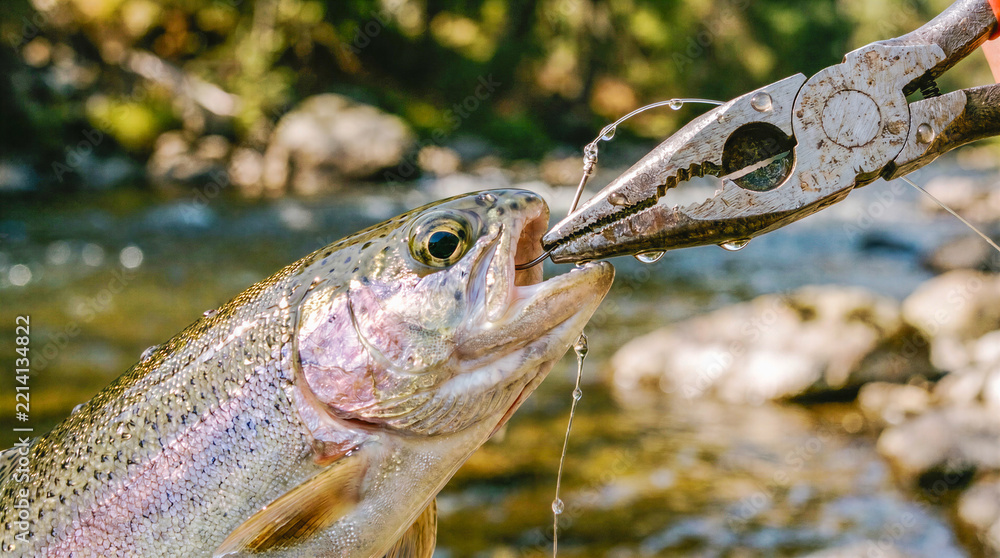 Fototapeta premium Fisherman hands using fishing pliers tool to unhook sharp barbed hook from mouth of wild rainbow trout caught during fly fishing activity at clear mountain stream riverbank outdoors