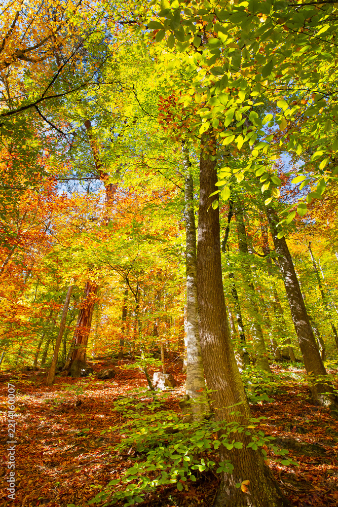 Fototapeta premium Autumn forest landscape in seven lakes or Yedigoller Park national park - Bolu, Turkey