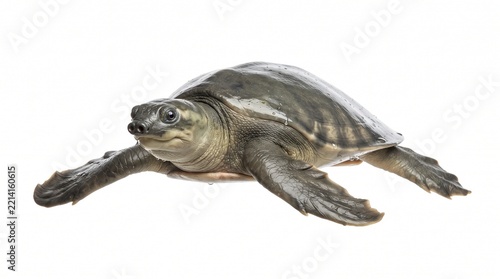 Pig-nosed turtle isolated against a clean white background.