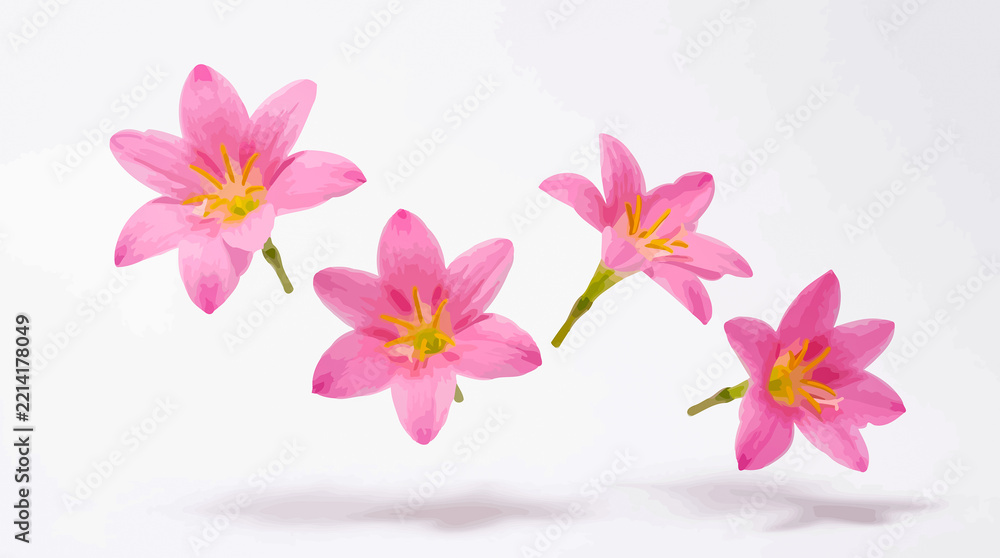 Obraz premium Four delicate pink rain lily flowers floating against a clean white background