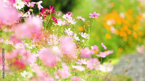 風に大きく揺れる花のスローモーション。飛び交うハチやチョウの姿。カラフルで華やかな花畑。秋の公園や花壇を彩るコスモスのある風景。自然風景素材。