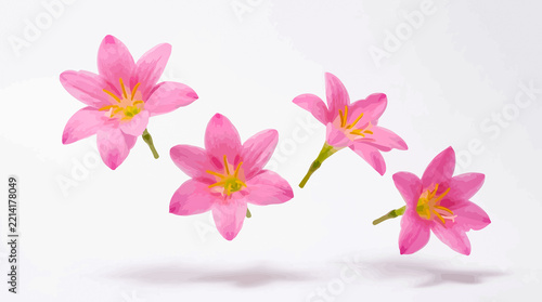 Four delicate pink rain lily flowers floating against a clean white background