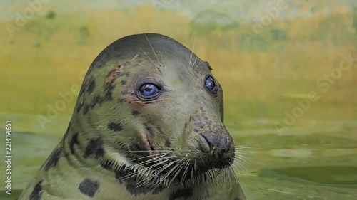 A close-up of a spotted seal head in water.