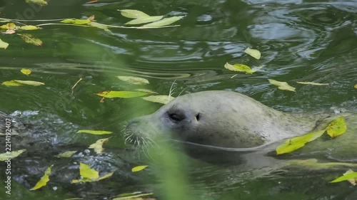A harbor seal swimming in water filled with autumn leaves.