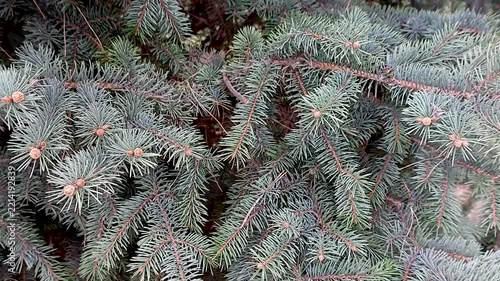 Close-up of blue spruce branches with sharp needles and small young cones swaying gently in the breeze