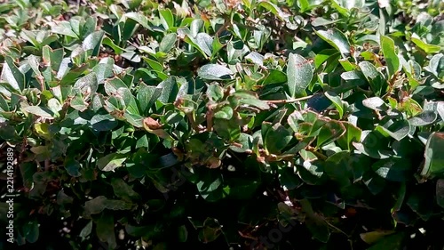 Moving shot of green hedge foliage with sunlight and dried leaves